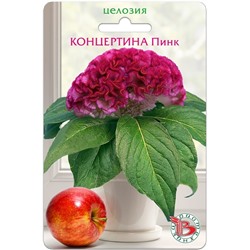 Целозия горшечная Концертина Пинк