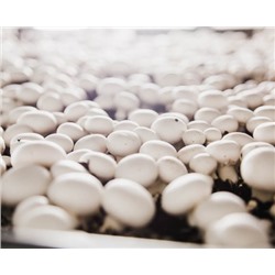 Грибы свежие шампиньоны сорт А 1кг( в пакете)