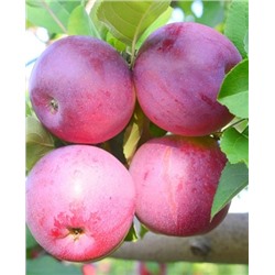 Саженцы Яблоня Памяти Ульянищева, арт.: 69838