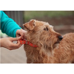 Ошейник кожаный однослойный безразмерный, 45×2 см, ОШ 18-39 см, коричневый