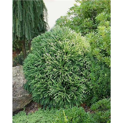 Саженцы Туя западная Литл Чемпион, арт.: 75005