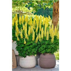 Саженцы Люпин Люпинова Ленора, арт.: 74706