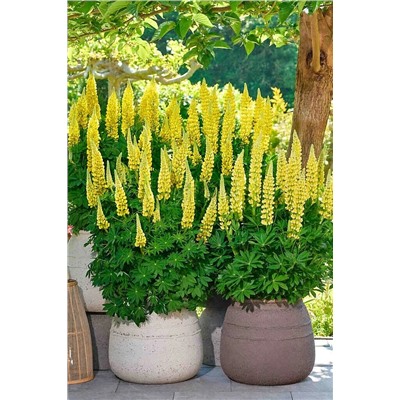 Саженцы Люпин Люпинова Ленора, арт.: 74706