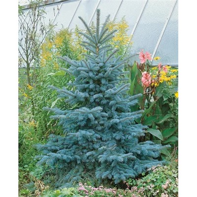 Саженцы Ель голубая Глаука, арт.: 993
