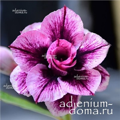 Adenium Obesum Double Flower PURPLE NEBULA