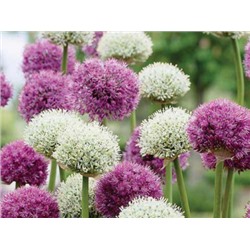 Allium Mixed "Лук декоративный Микс" 10шт
