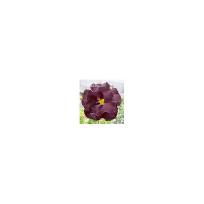 Adenium Obesum Double Flower NEW-96