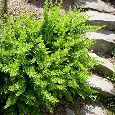 Саженцы Барбарис тунберга Грин Карпет, арт.: 69731