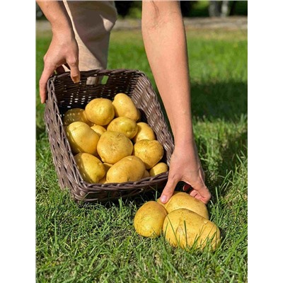 Картофель Атлетик, арт.: 74888