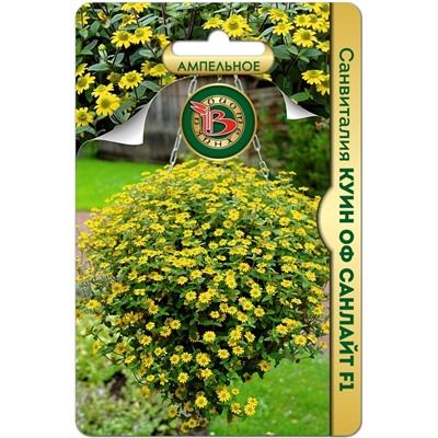 Санвиталия Куин оф Санлайт F1