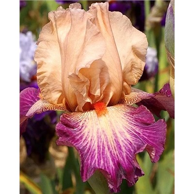 Луковицы (корни) Ирис бородатый Роуз де Пэрс, арт.: 74592