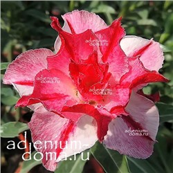 Adenium Obesum Double Flower HAPPINESS