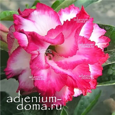 Adenium Obesum Double Flower LADY ISABELLA