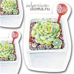 Открытка Echeveria DERENBERGII (Эхеверия, Эчеверия)