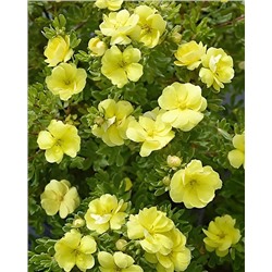 Саженцы Лапчатка кустарниковая Дабл Панч Голд, арт.: 74716