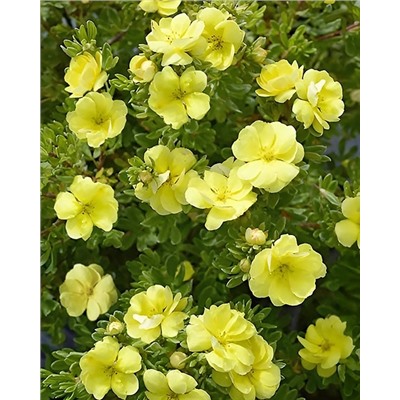 Саженцы Лапчатка кустарниковая Дабл Панч Голд, арт.: 74716