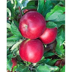 Саженцы Яблоня Васюган, арт.: 20287