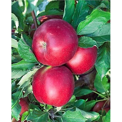 Саженцы Яблоня Васюган, арт.: 20287