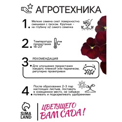 Семена Виола "Красное вино", 0,1 г