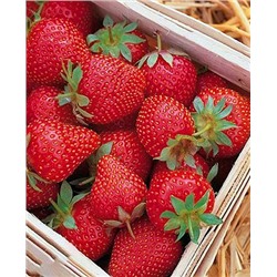 Саженцы Клубники (Земляники) садовой Симфония, арт.: 11007