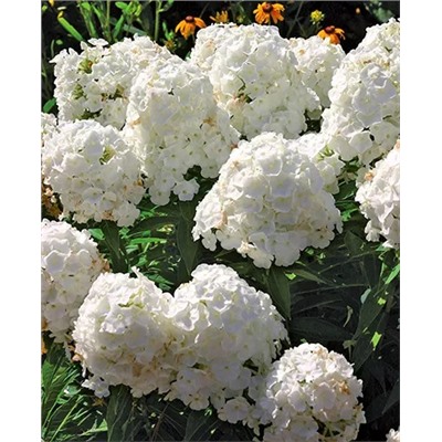 Саженец Флокс метельчатый Уайт адмирал, арт.: 70345