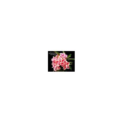 Adenium Obesum Double Flower LADY ROSE