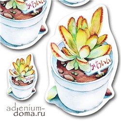 Открытка Kalanchoe TOMENTOSA (Каланхоэ)