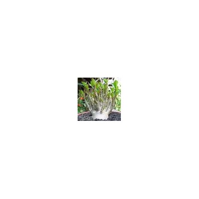 Adenium Arabicum YAK SING BURI