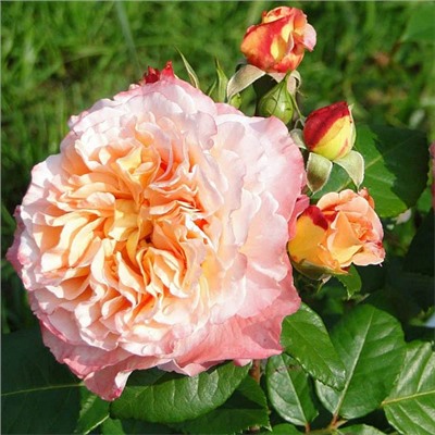 Augusta Luise "Августа Луиза"