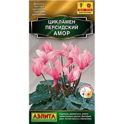 1667 Цикламен персидский Амор 3шт