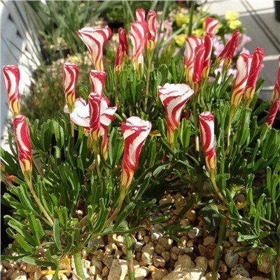 Оксалис Versicolor "Версиколор"