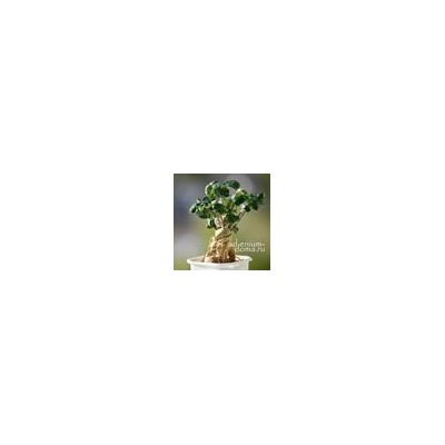 Подвеска КЛЕВЕР III серебристый (Trifolium)