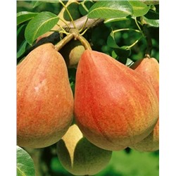 Саженцы Груша осенняя ФЛЕЙТА, арт.: 69669