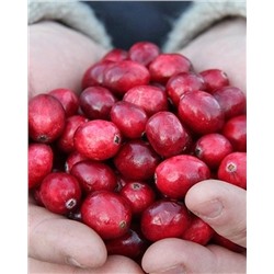 Саженцы Клюква Ред Стар, арт.: 74571
