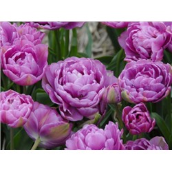 Тюльпан Lilac Perfection "Лайлек Перфекшн" 5шт