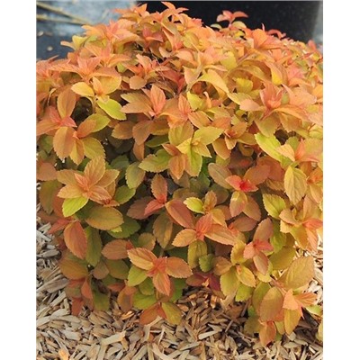 Саженцы Спирея японская Зен Спирит Карамель, арт.: 74939