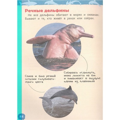 Акулы, киты и дельфины. Энциклопедия для детского сада