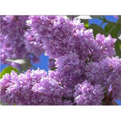 Сирень Айгуль