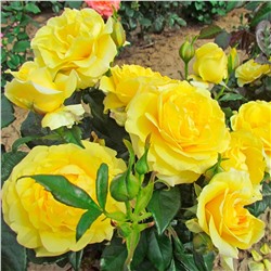 Саженцы Роза чайно-гибридная Голден Веддинг, арт.: 75299
