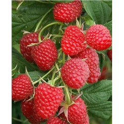 Саженцы Саженцы Малина Снегирек, арт.: 73159