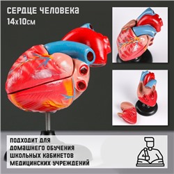 Анатомическая модель «Макет сердца человека», 14×10 см