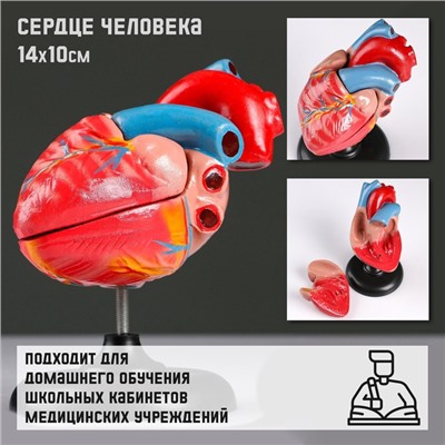 Анатомическая модель «Макет сердца человека», 14×10 см