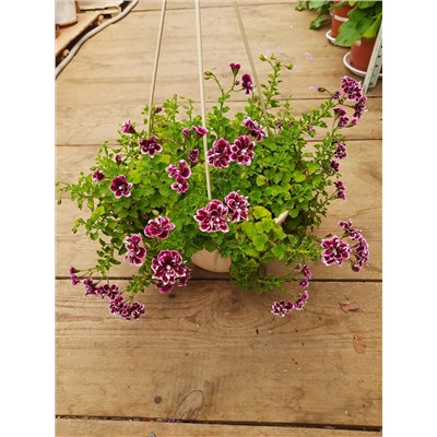 Пеларгония Quantock Double Dymond
