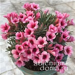 Adenium Obesum Desert Rose BO DAO