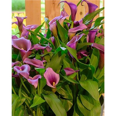 Луковицы Калла Пако, арт.: 74600