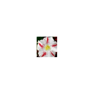 Adenium Obesum Desert Rose GARDEN PARTY
