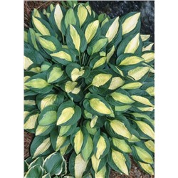 Корень Хоста Джипси Роуз, арт.: 75218