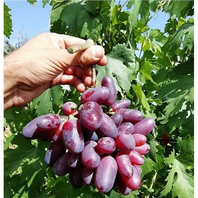 Виноград Байконур