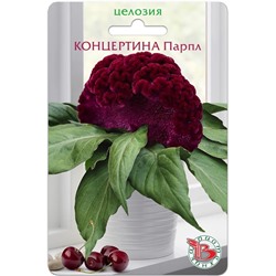 Целозия горшечная Концертина Парпл