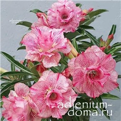 Adenium Obesum Double Flower BON TIEU
